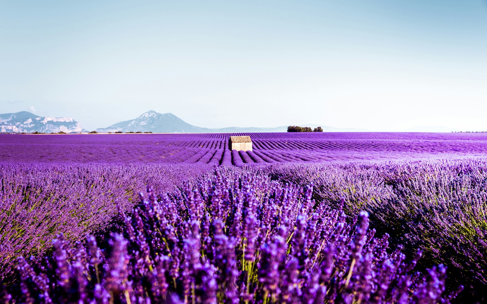 French Travel Diaries